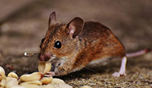 24 Hour & Emergency Exterminators in Claylick, PA